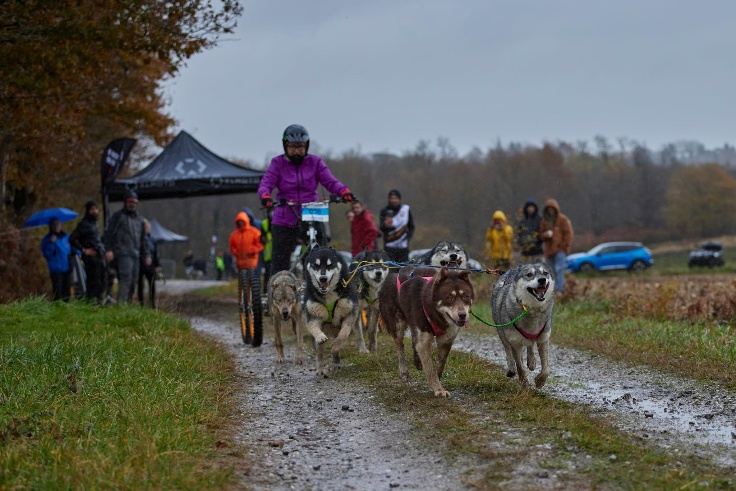 Chiens attelés