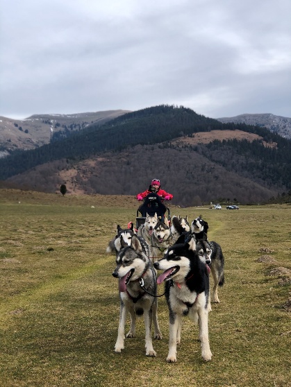 Chiens attelés en montagne