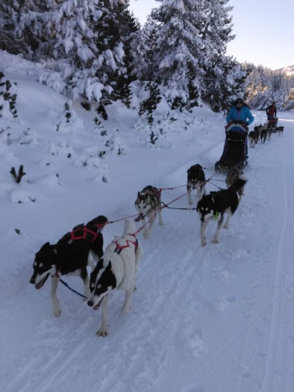 Chiens attelés dans la neige